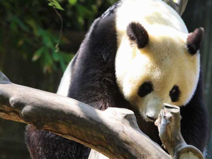 The San Diego Zoo has live and archived videos of pandas, polar bears, giraffes, and other zoo animals.