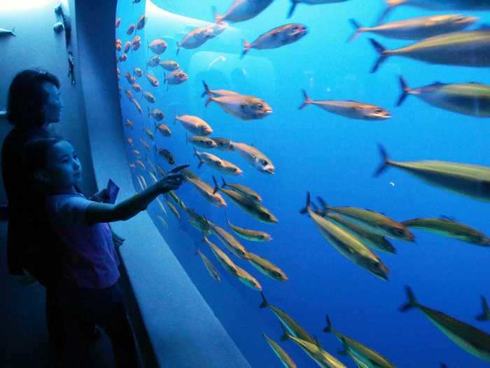 Monterey Bay Aquarium in California is livestreaming penguins, sea otters, jellyfish, and other creatures.