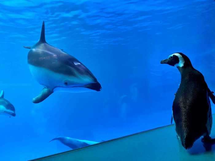 It was the penguins roaming around Shedd Aquarium in Chicago, Illinois, that first captured our attention — and our hearts — in March.