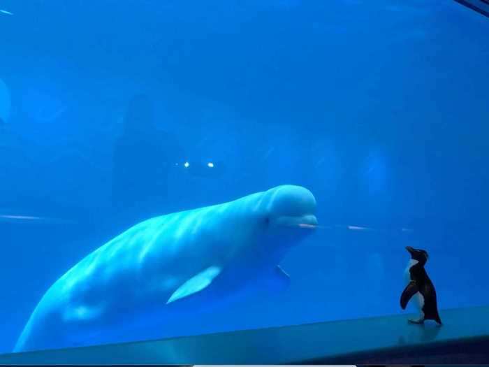 The Belugas were especially fascinated by Wellington, a rockhopper penguin.