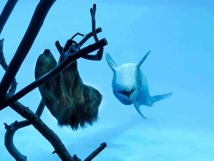 One of the dolphins even did an impression of Chico, flipping upside down to mimic his position on a branch.