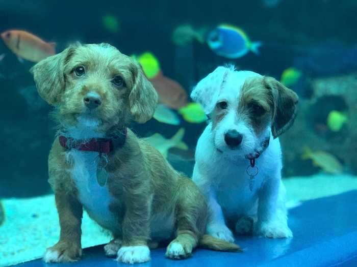 These adorable marine visits inspired the Atlanta Humane Society to bring its foster puppies to the Georgia Aquarium.