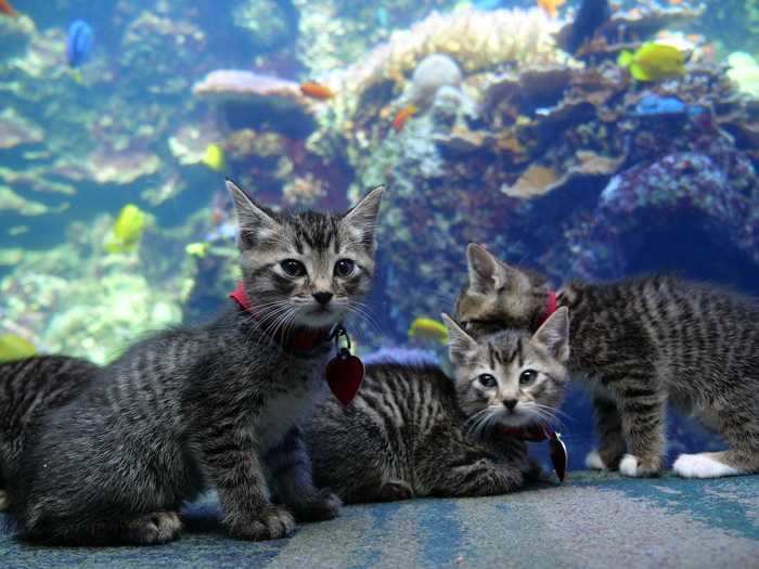 The puppies had so much fun that, just a few weeks later, the Atlanta Humane Society brought over some foster kittens to the aquarium.