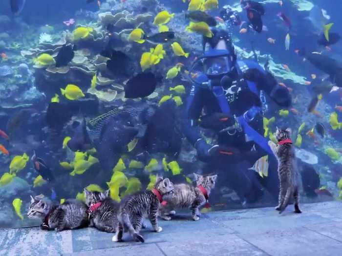 The kittens looked around in wonder as they explored the aquarium, even pawing at the glass as they watched all the fish.