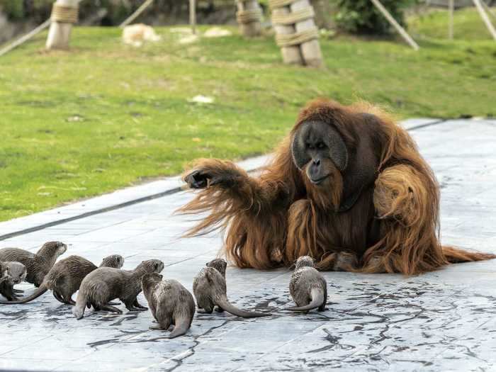 Over in Belgium, a family of orangutans are currently living in harmony with a group of otters.