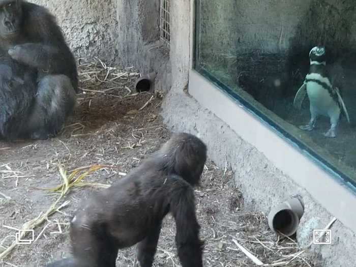 Earlier this month, a group of gorillas, some penguins, and an aardvark all had a "playdate" together at the Jacksonville Zoo in Florida.