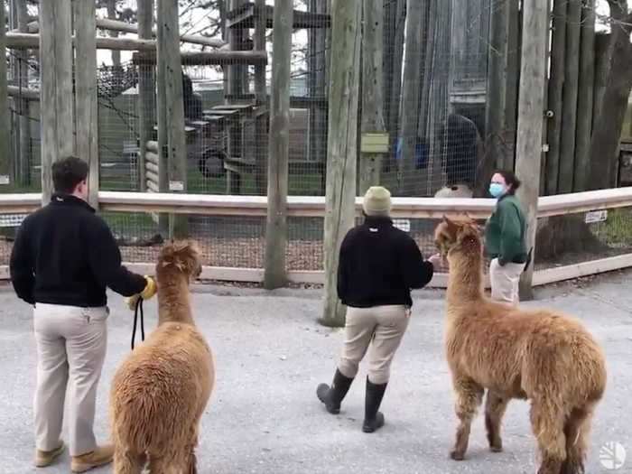 Gorillas at the Toronto Zoo in Canada were even more excited when they got the chance to meet a few alpacas.