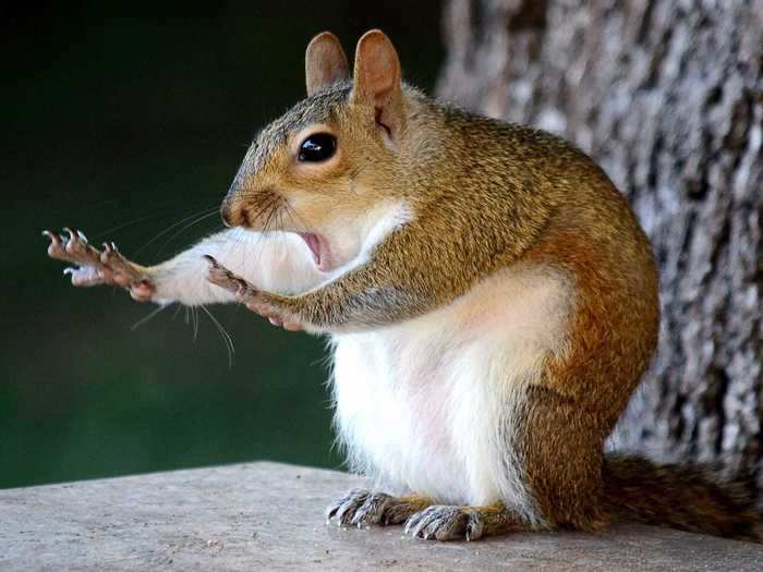 This photo proves the phrase should be "like a squirrel in headlights."