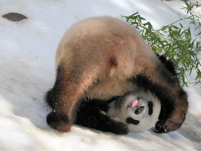 This panda plays in the snow better than most humans.