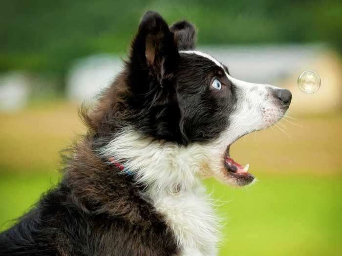 One way dogs and humans are alike — we react to bubbles in the same way.