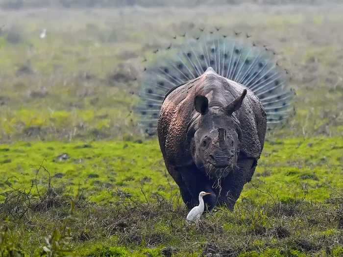 This rhino is wearing a tutu — or a peacock is conveniently right behind it.