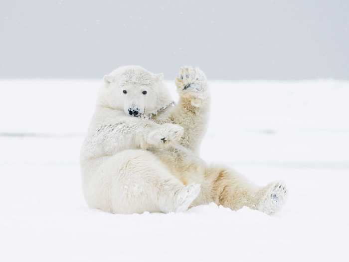 This polar bear just wants to say hello.