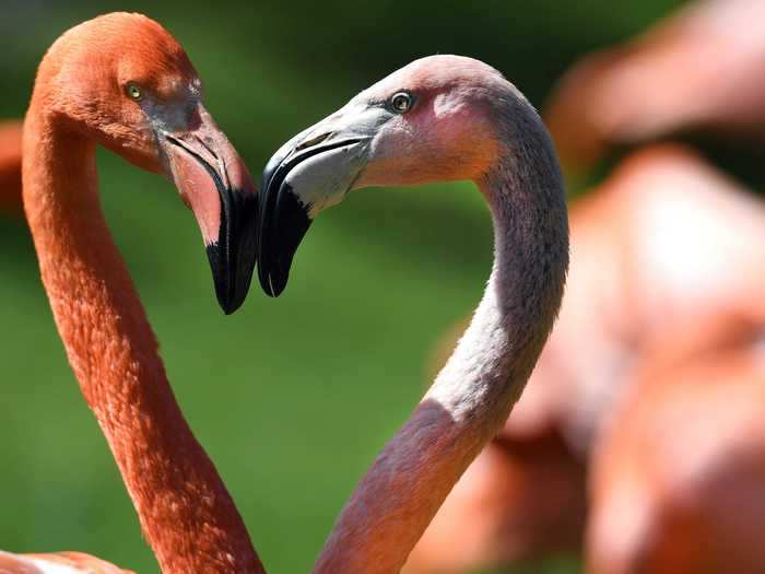 These two flamingos combine to make a heart.