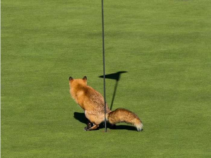 This fox has perfect aim.