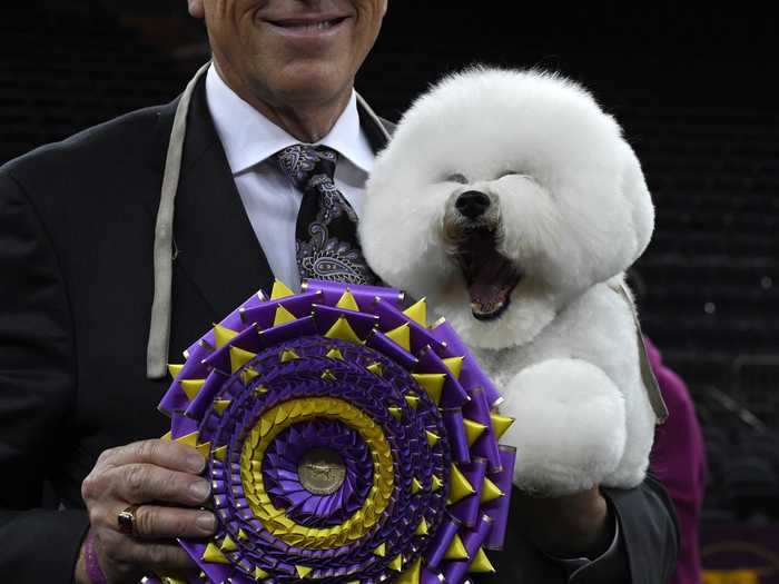 Flynn is more excited than his owner to win the Westminster Dog Show.