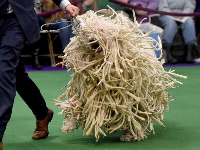 Is it a dog or a mop?