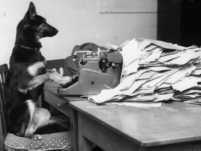 This gives a whole new meaning to the expression "working like a dog."