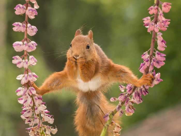 Squirrels, apparently, are a lot more flexible than we thought.