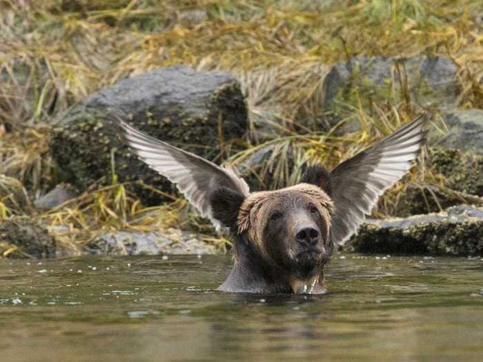 A conveniently placed bird makes it seem like this bear is about to take flight.