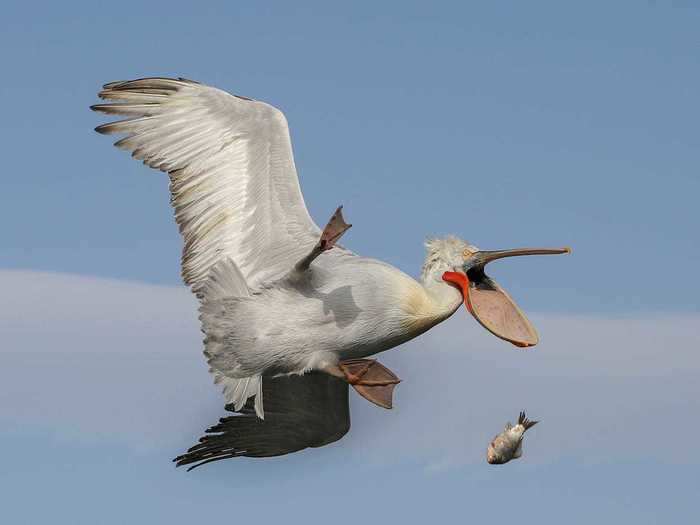 This pelican needs to work on his aim.