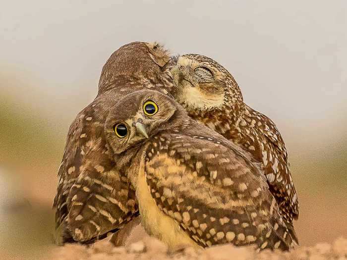 Owls also get grossed out by their friends