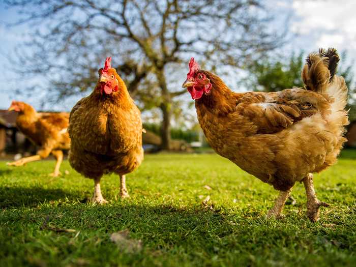 Some parts of chickens — like the feet and red cockscomb — are edible.