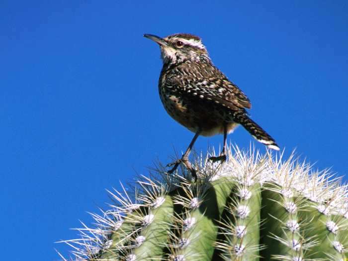 Arizona: Cactus Wren