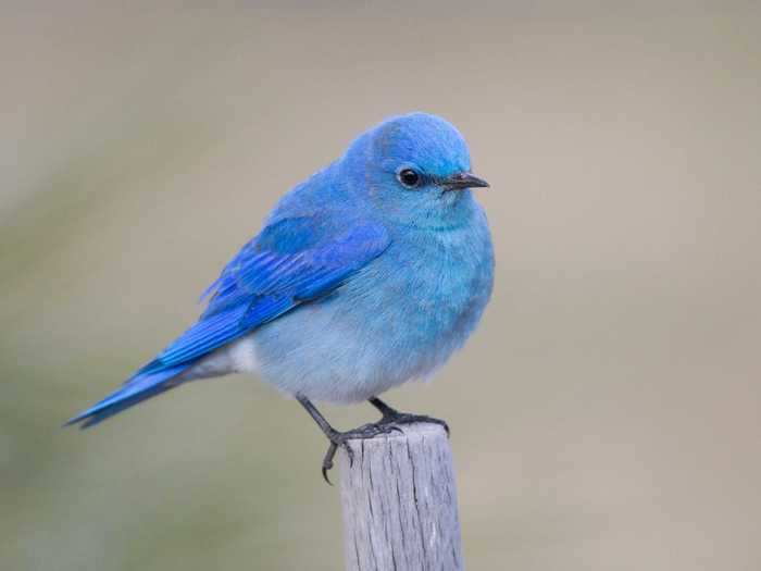 Idaho: Mountain Bluebird