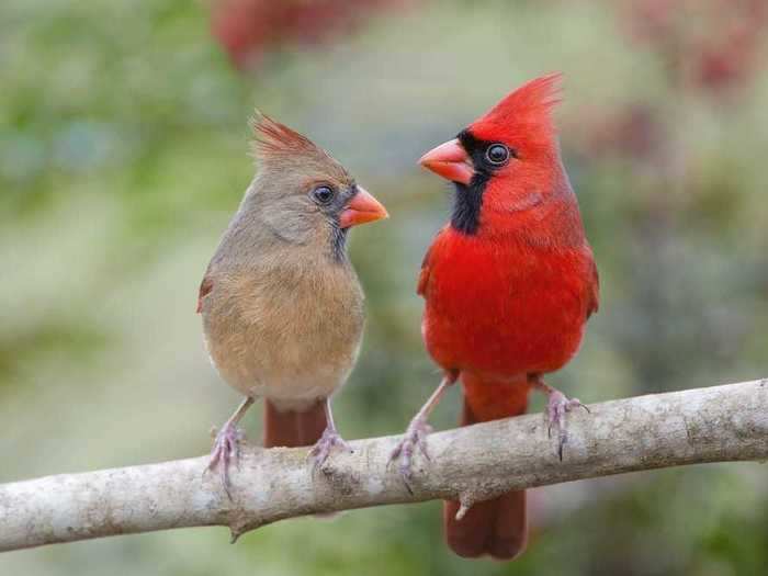 Illinois: Northern Cardinal
