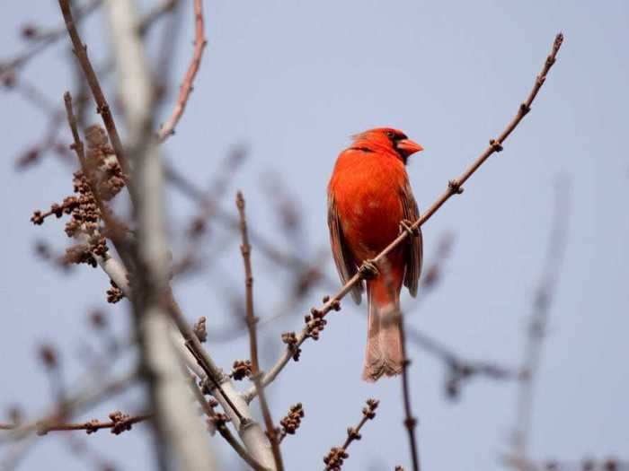 Indiana: Northern Cardinal