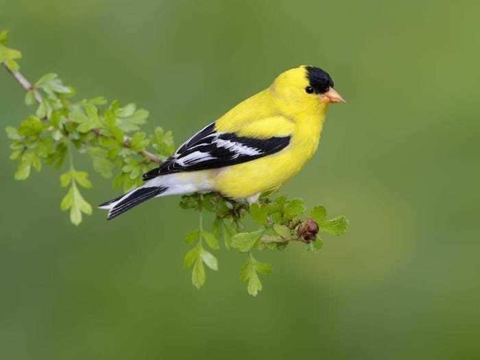Iowa: Eastern Goldfinch (American Goldfinch)