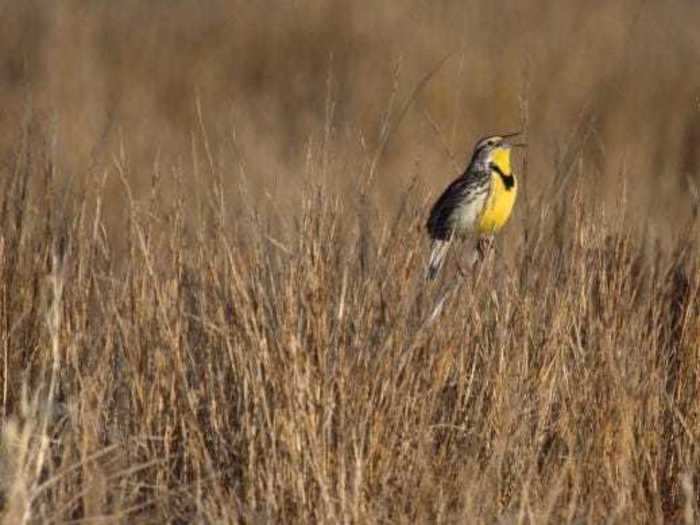 Kansas: Western Meadowlark