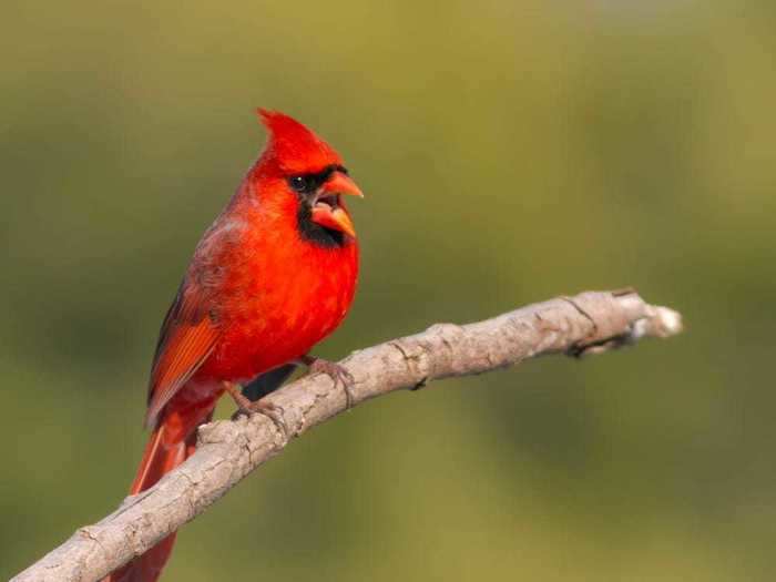 Kentucky: Northern Cardinal