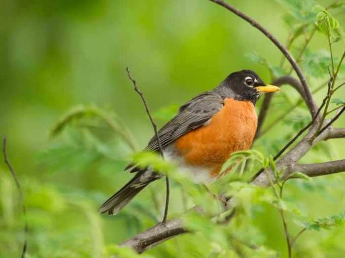 Michigan: American Robin