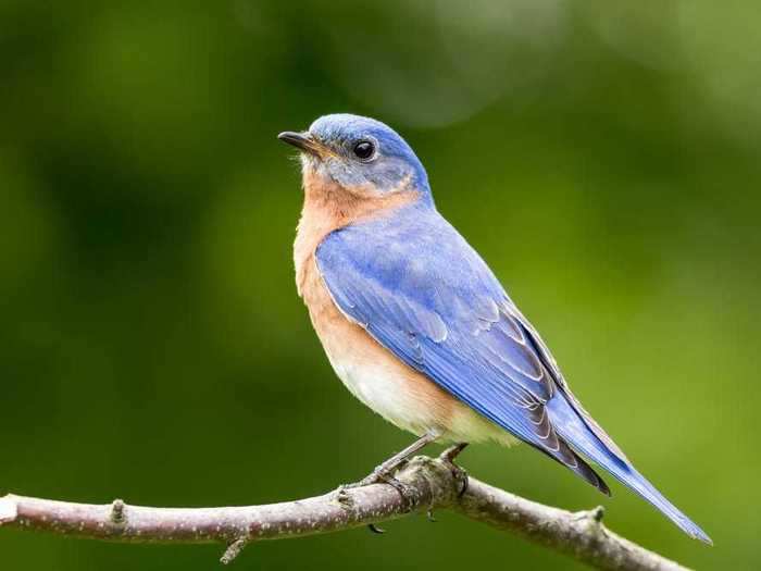 Missouri: Eastern Bluebird