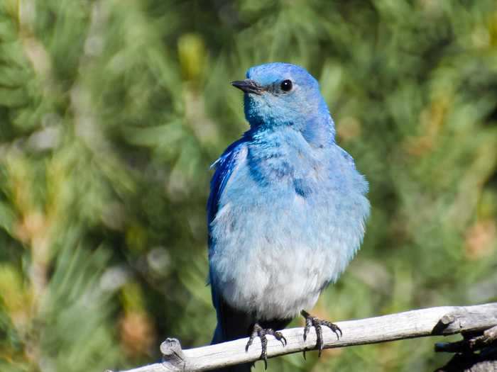 Nevada: Mountain Bluebird