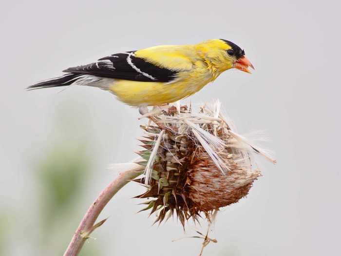 New Jersey: Eastern Goldfinch