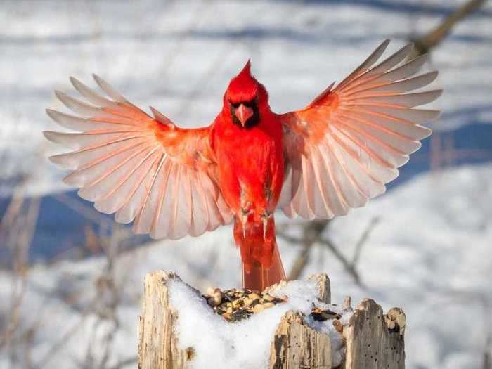 North Carolina: Northern Cardinal