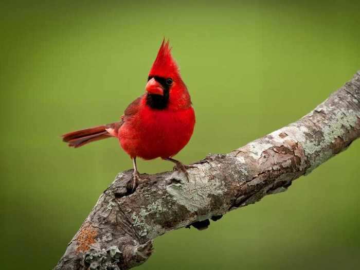 Ohio: Northern Cardinal