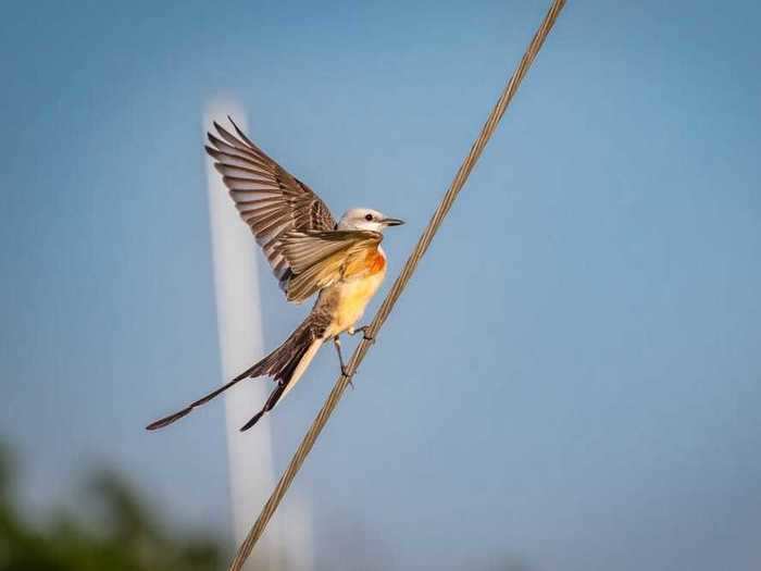 Oklahoma: Scissor-tailed Flycatcher