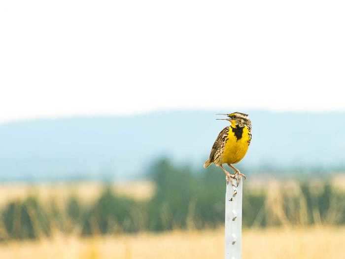 Oregon: Western Meadowlark