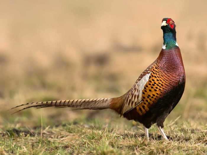 South Dakota: Ring-necked Pheasant