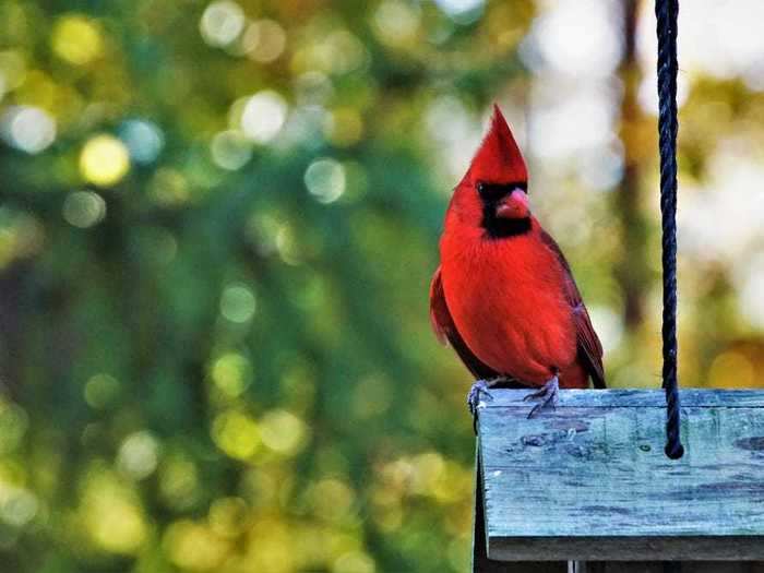 Virginia: Northern Cardinal