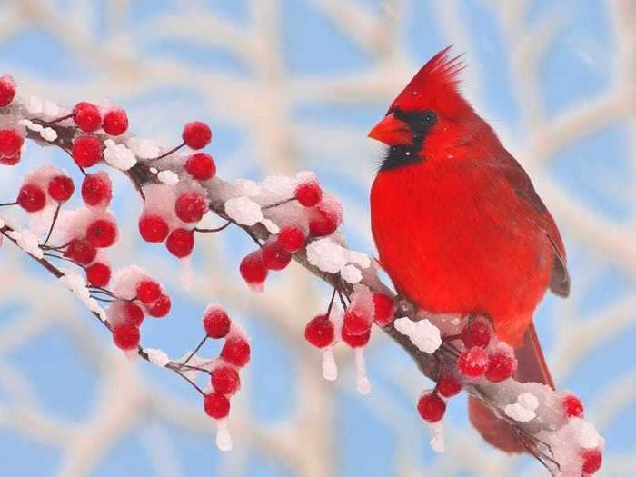 West Virginia: Northern Cardinal