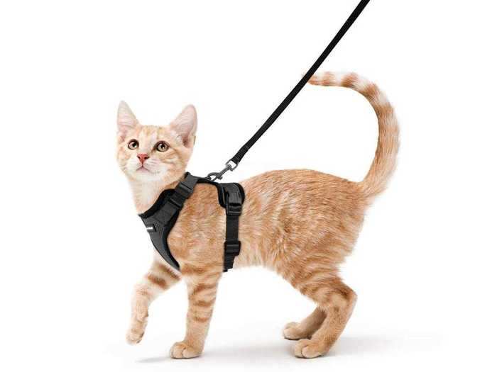 A comfy harness and leash set for taking your cat on a walk