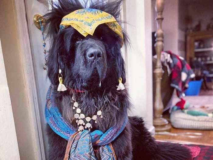 Hank the Newfoundland is taking this time to switch up his "fur styles," much to the delight of his online friends.