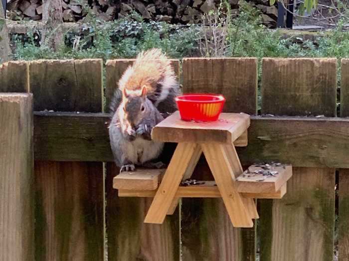 Need something to do? How about creating a restaurant for squirrels?