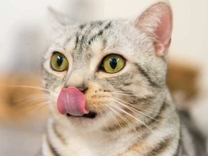 Cats and dogs sometimes lick their lips and noses when they