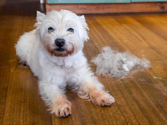 Excessive shedding is one subtle sign of stress in dogs.