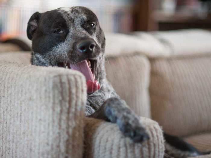 Yawning is a key sign of anxiety in dogs.